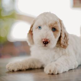 Goldendoodle and Sheepadoodle Puppies from Dooling Doodles