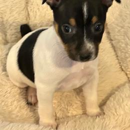 Vienna - Black white and tan female Rat Terrier puppy in Savoy, Texas from Rockin EZ Rat Terriers