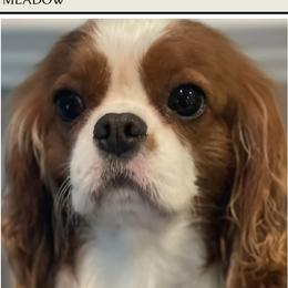 Cavalier King Charles Spaniel puppies from Misty Meadow Cavaliers