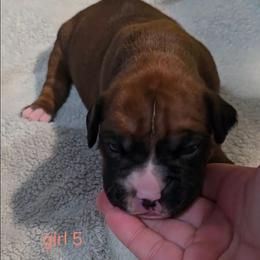 Girl 5 - Fawn female Boxer puppy in Temple, Georgia from B&B Boxers