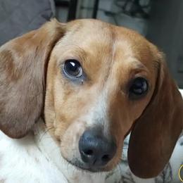 Goldie - Dachshund
