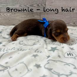 Woody - Chocolate and tan male Dachshund puppy in Goodyear, Arizona from AZ Low Life Doxies