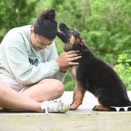German Shepherd Puppies from Riverline Shepherds