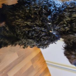 Cavalier King Charles Spaniels and Goldendoodles from Kat and Kadoodles