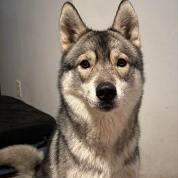 Shay - Agouti and white female Siberian Husky puppy in Colfax, Wisconsin from Grove’s Siberian Huskies