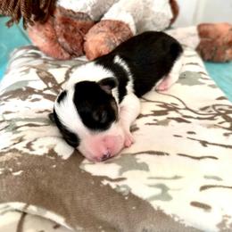 Lucchese - Black and white female American Corgi puppy in Bayard, Nebraska from Puppies by Alies