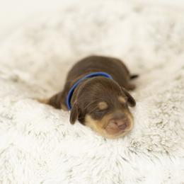 Choc and cream boy 2 - Chocolate and cream male Dachshund puppy in Seminary, Mississippi from Down South Mavericks Dachshunds