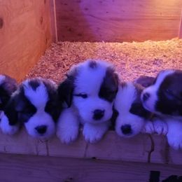 Saint Bernard Puppies from Sara’s Saint Bernards