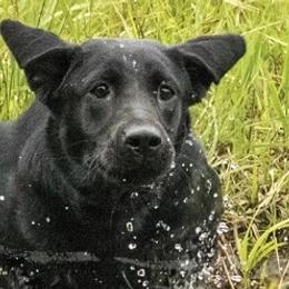Labrador Retrievers from Meglyn Retrievers