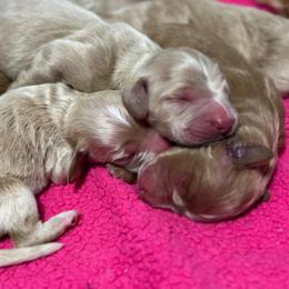 Girl Puppy - Apricot female Goldendoodle puppy in Salem, Oregon from Capital Doodles