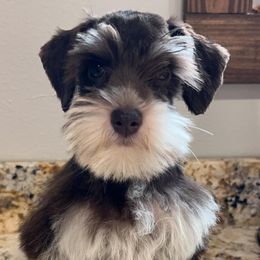 Miniature Schnauzers from Rockin P Farms