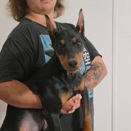Kraken- Black male. Cropped. - Red male German Pinscher puppy in Chatham, Virginia from WMHK9/Roolyn German Pinschers