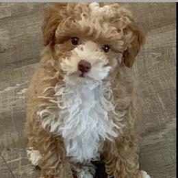 Gizmo - Poodle