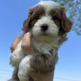 Brandon - Red male Cavapoo puppy in Mint Hill, North Carolina from DoodleForever