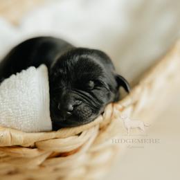 Blue Boy - Black male Labrador Retriever puppy in Southington, Ohio from Ridgemere Retrievers