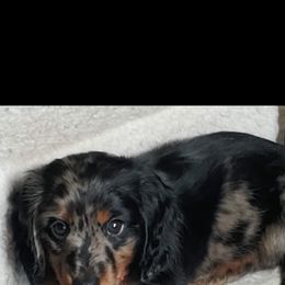 Dachshund Puppies from Crowned Doxies