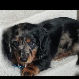 Dachshund Puppies from Crowned Doxies