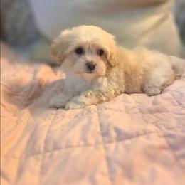 Opal - Cream female Cockapoo puppy in West Point, Mississippi from Golden Paws