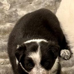 Border Collie Puppies from Hidden Creek
