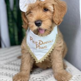 Australian Labradoodle Puppies from Pixie Doodle Paws