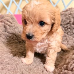 Forrest - Red male Cavapoo puppy in Spokane, Washington from PJE Cavs and Poos