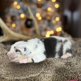 Miniature Australian Shepherd Puppies from Quartz Creek Aussies