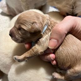 Boy 2 - Apricot male Schnoodle puppy in Fredericksburg, Virginia from Growing Puppies