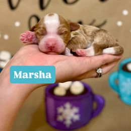 Marsha - Yellow and white female Bernedoodle puppy in Bountiful, Utah from EasyBreezyDoodles