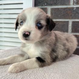 Boy 3 - Blue merle male Miniature Australian Shepherd puppy in Hokes Bluff, Alabama from Alegria Toy Aussies
