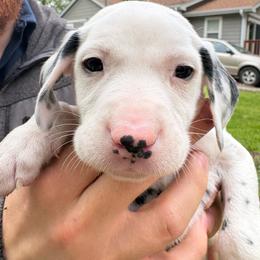 Cinnamon - White and black male Dalmatian puppy in Des Moines, Iowa from Spot Splattered Dalmatians