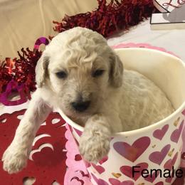 Poodle Puppies from Wild Orchid Poodles