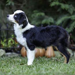 Falcon - Black tri male Toy Australian Shepherd puppy in Franklinville, North Carolina from Fine Hill Miniature Americans