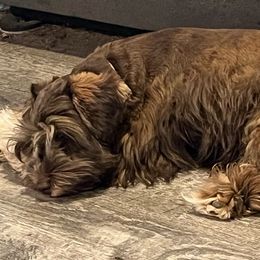 Thor - Miniature Schnauzer