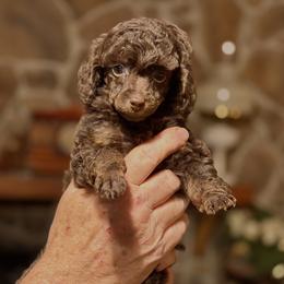 Sophie - Brown female Poodle puppy in Milton, Florida from Sutton Place Doodles