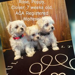 Maltese and Maltipoo Puppies from Playful Paws Maltese and Maltipoos