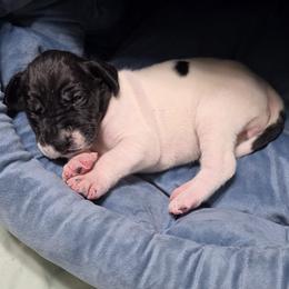 Emma - Black and white female Great Dane puppy in Pollock, Louisiana from Danes Done Right