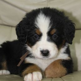 Melody-brown - Black tan and white female Bernese Mountain Dog puppy in Manheim, Pennsylvania from Gold Point Pups