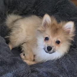 Percy - Orange sable male Pomeranian puppy in El Centro, California from BabyBooPoms