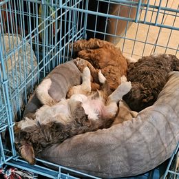 Aussiedoodle and Double Doodle Puppies from Parrish Precious Ones Texas