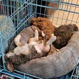 Aussiedoodle and Double Doodle Puppies from Parrish Precious Ones Texas