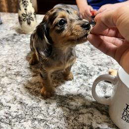 Dachshund Puppies from Dachshund Family Love Breeders