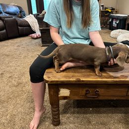 Molly - Dachshund