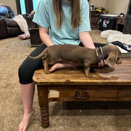 Molly - Dachshund