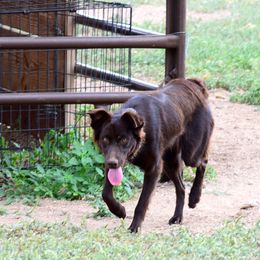 Kate - Australian Shepherd