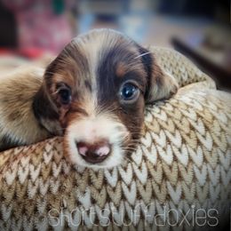 Q. T. Pi - Dapple female Dachshund puppy in Castalia, North Carolina from Short Stuff Doxies