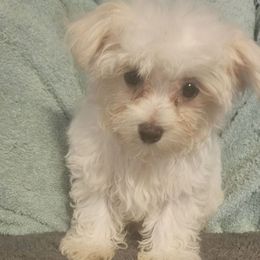 Arlo - White and lemon male Maltese puppy in Carthage, Missouri from Cooley's Cuddle Pups