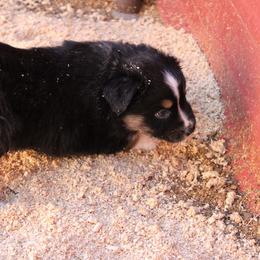 Bandit - Black tri-color male Australian Shepherd puppy in Sonoita, Arizona from Gardner Canyon Kennels