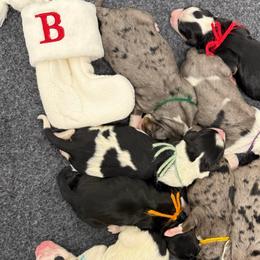 A Christmas Story - Tri-color female Bernedoodle puppy in Hegins, Pennsylvania from Bubbling Springs Doodles, LLC