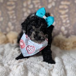 Marley - Black white and silver female Shihpoo puppy in Rockledge, Florida from Bellady's Shihpoos