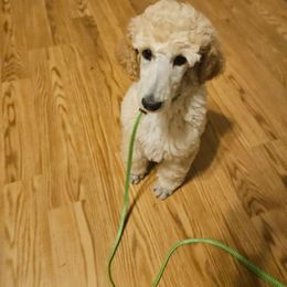 Jelly Bean - Cream female Poodle puppy in Winston Salem, North Carolina from Conundrums Kennels